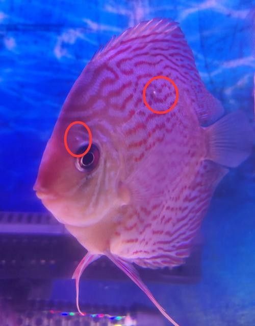 神仙魚的常見病狀及其典型癥狀（神仙魚可能遇到的常見病狀及其典型癥狀及其典型癥狀）