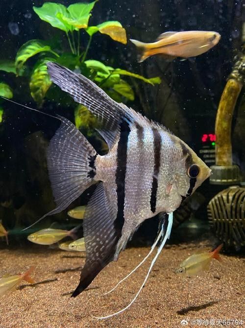 神仙魚的常見病狀及其典型癥狀（神仙魚可能遇到的常見病狀及其典型癥狀及其典型癥狀）