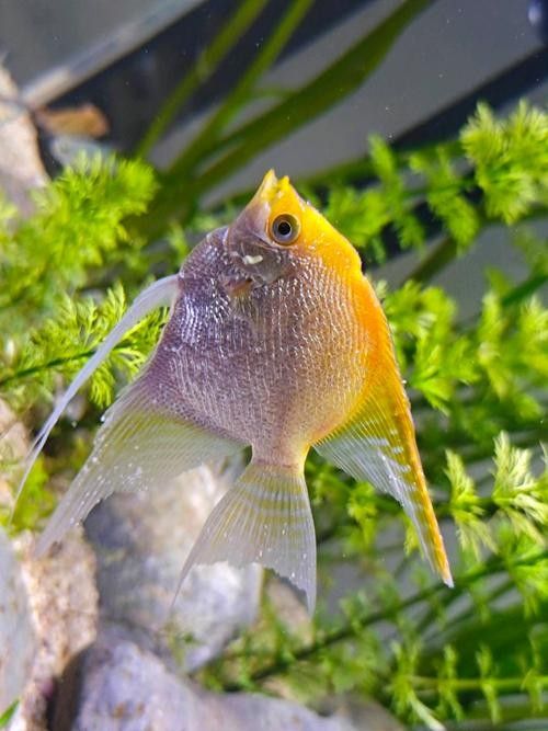 神仙魚的常見病狀及其典型癥狀（神仙魚可能遇到的常見病狀及其典型癥狀及其典型癥狀）