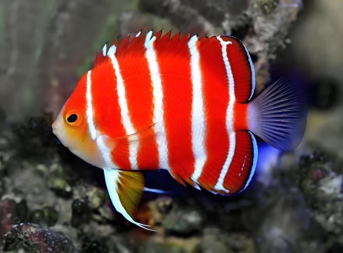 神仙魚的常見病狀及其典型癥狀（神仙魚可能遇到的常見病狀及其典型癥狀及其典型癥狀）