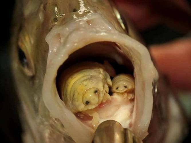 神仙魚的常見病狀及其典型癥狀（神仙魚可能遇到的常見病狀及其典型癥狀及其典型癥狀）