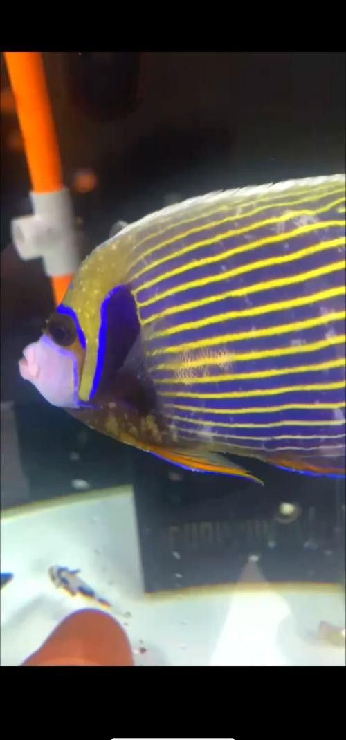 神仙魚的常見病狀及其典型癥狀（神仙魚可能遇到的常見病狀及其典型癥狀及其典型癥狀）