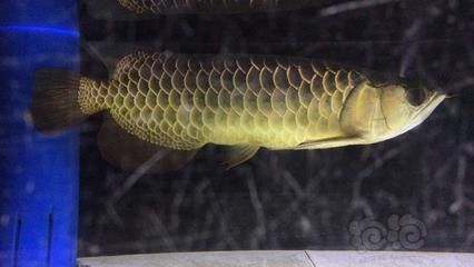 古典過背金龍魚的鑒賞與養護，古典過背金龍魚的特點和價值（古典過背金龍魚的特點和價值）