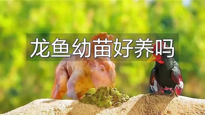 龍魚苗飼養(yǎng)需要細(xì)心和耐心的過程，以下是一些基本指南（龍魚苗的飼養(yǎng)指南）