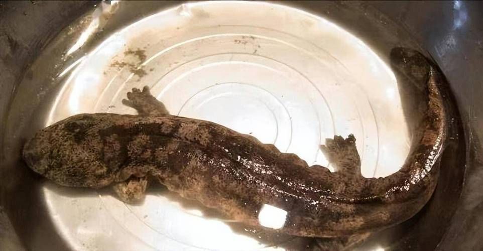 給我更多四腳龍魚的圖片（關于四腳龍魚的一些建議）