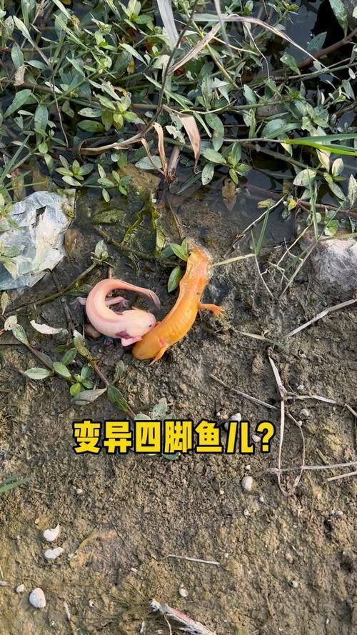給我更多四腳龍魚的圖片（關于四腳龍魚的一些建議）