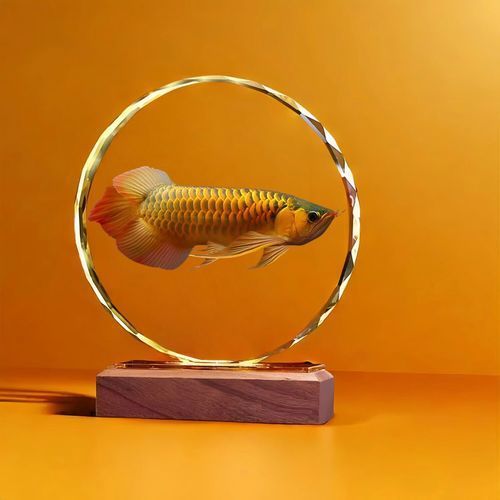 給我一張高清的金龍魚20cm圖片（20厘米金龍魚20cm時如何飼養金龍魚20cm圖片）