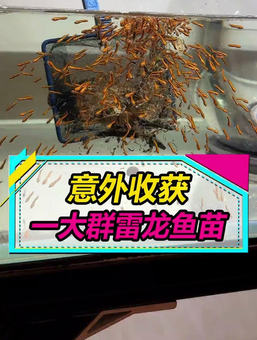 推薦一些適合1-2厘米龍魚苗的食物（公認最適合1-2厘米的龍魚苗喂養時間表）
