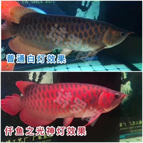 使用龍魚增色燈多久能看到效果？（按月劃分的龍魚燈光管理計劃表，龍魚增色燈品牌推薦）