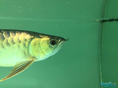 如何判斷龍魚胡須是否從根部斷掉？（如何判斷龍魚胡須斷掉）