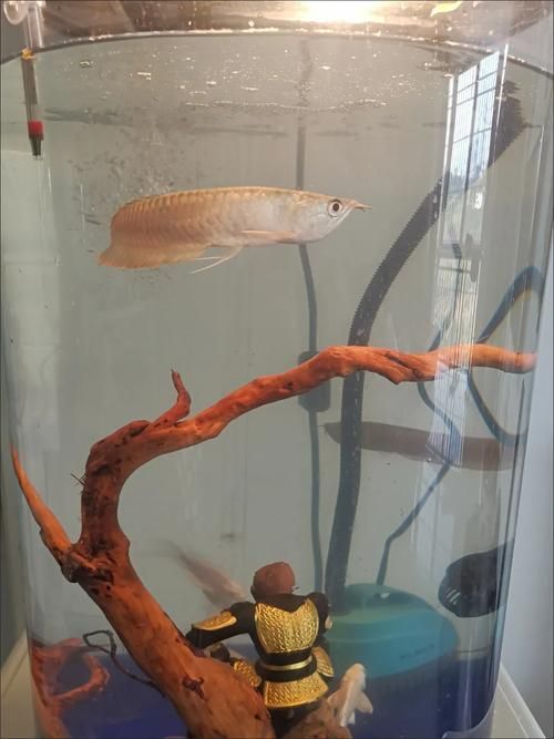 如何判斷龍魚胡須是否從根部斷掉？（如何判斷龍魚胡須斷掉）