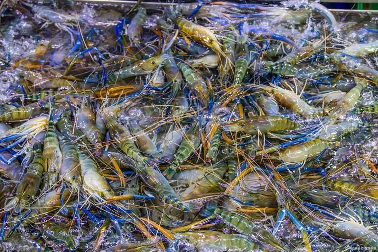 如何判斷龍魚是否適應活蝦？（arxiv論文助手arxiv論文助手arxiv論文助手）