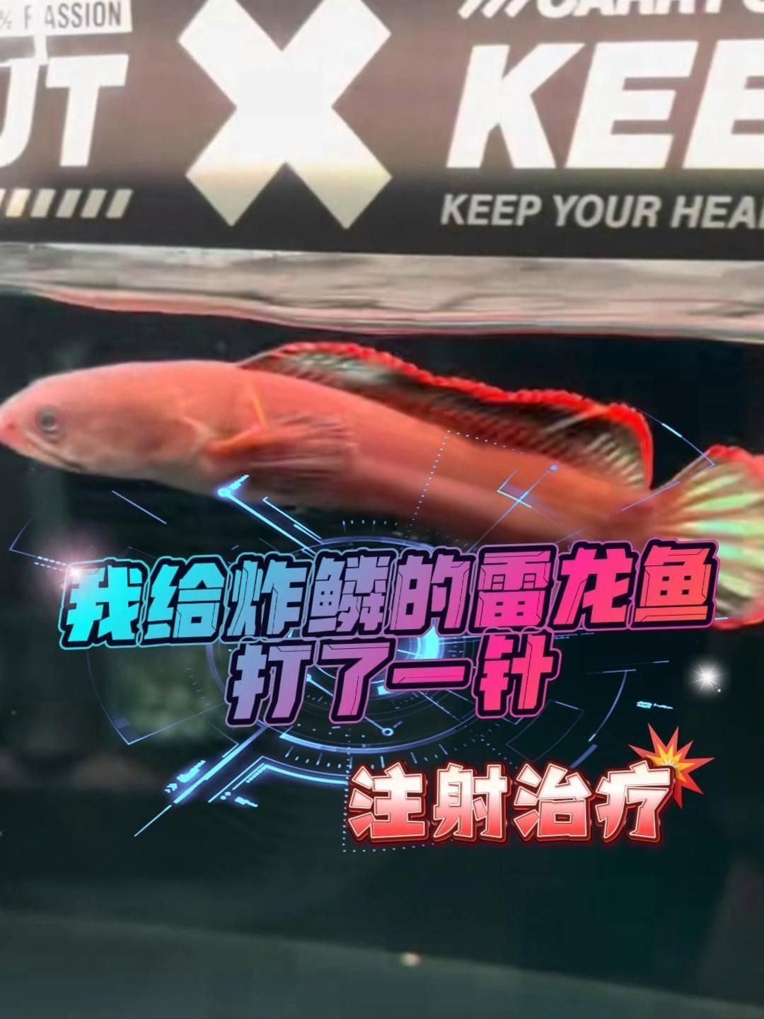 龍魚炸鱗的治療藥物有哪些推薦？（龍魚炸鱗怎么治療）