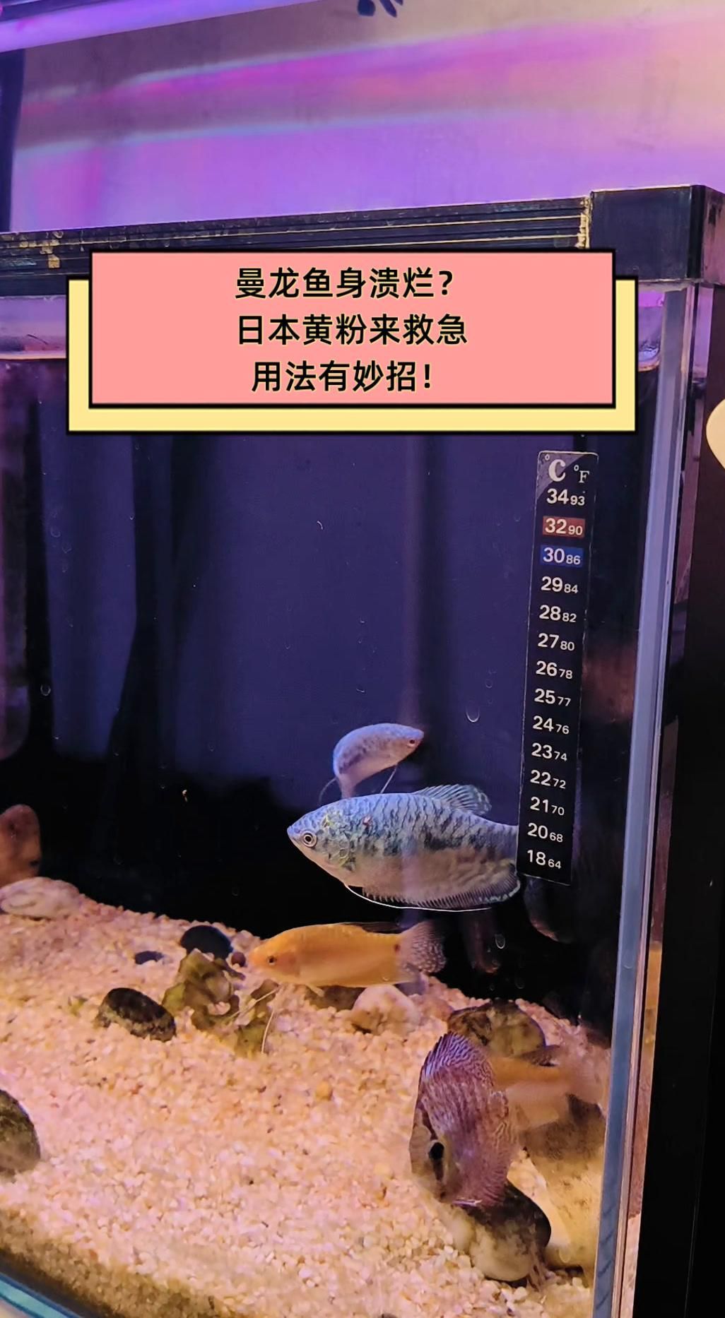 黃粉對龍魚的其他疾病有治療效果嗎？（黃粉對龍魚的副作用有哪些？）