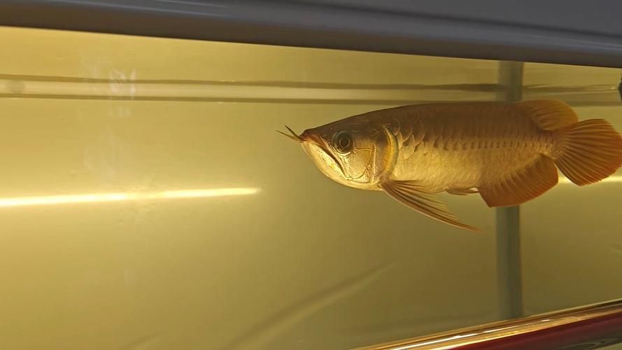 推薦一些適合龍魚的燈光類型（養龍魚，燈光不只是照明，更是發色、增艷、提升觀賞性的關鍵一環）