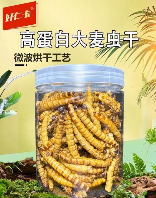 大麥蟲作為龍魚餌料有哪些注意事項？（如何正確選擇和使用大麥蟲）