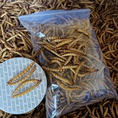大麥蟲作為龍魚餌料有哪些注意事項？（如何正確選擇和使用大麥蟲）