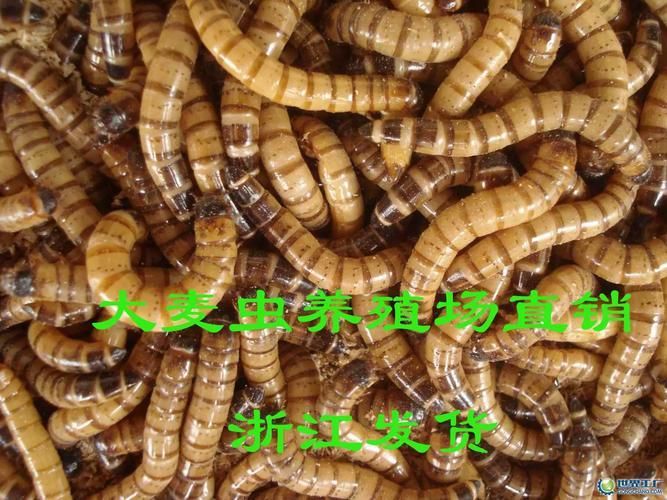 大麥蟲作為龍魚餌料有哪些注意事項？（如何正確選擇和使用大麥蟲）
