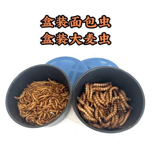 大麥蟲作為龍魚餌料有哪些注意事項？（如何正確選擇和使用大麥蟲）