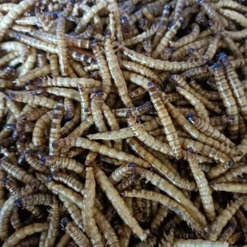大麥蟲作為龍魚餌料有哪些注意事項？（如何正確選擇和使用大麥蟲）