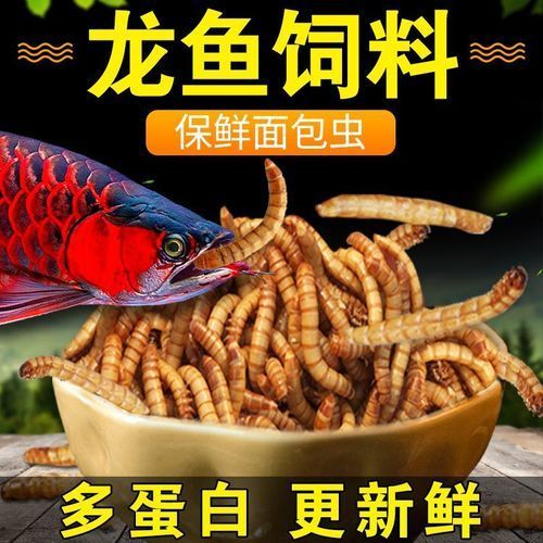 大麥蟲作為龍魚餌料有哪些注意事項？（如何正確選擇和使用大麥蟲）