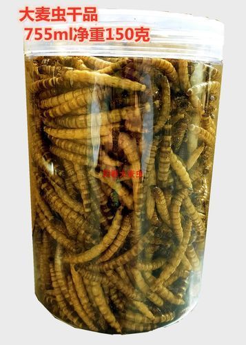 大麥蟲作為龍魚餌料有哪些注意事項？（如何正確選擇和使用大麥蟲）