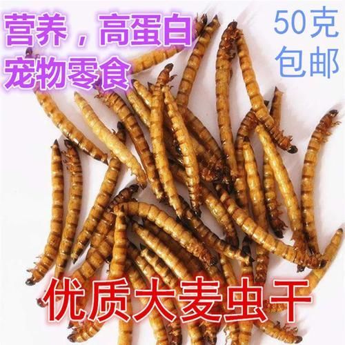 大麥蟲作為龍魚餌料有哪些注意事項？（如何正確選擇和使用大麥蟲）