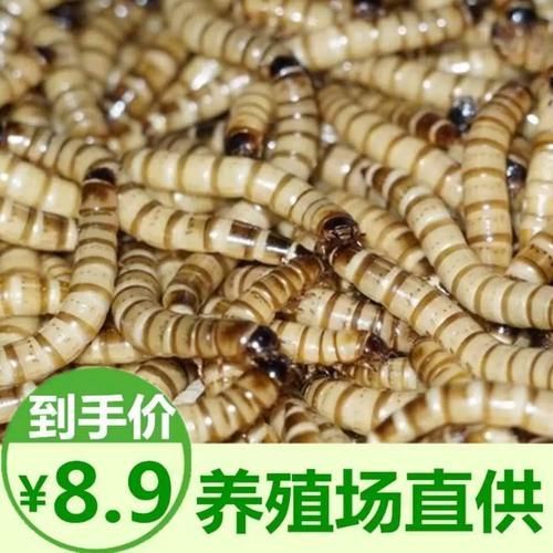 大麥蟲作為龍魚餌料有哪些注意事項？（如何正確選擇和使用大麥蟲）
