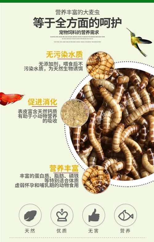 大麥蟲作為龍魚餌料有哪些注意事項？（如何正確選擇和使用大麥蟲）