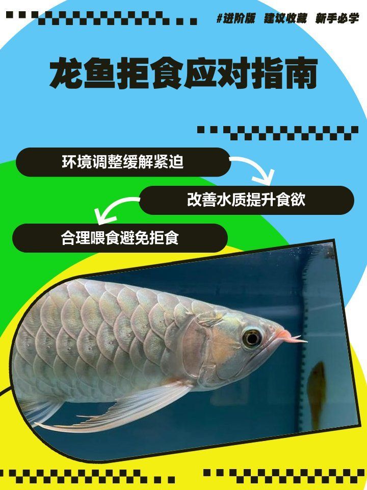 龍魚拒食時應該如何應對？（如何應對龍魚拒食）