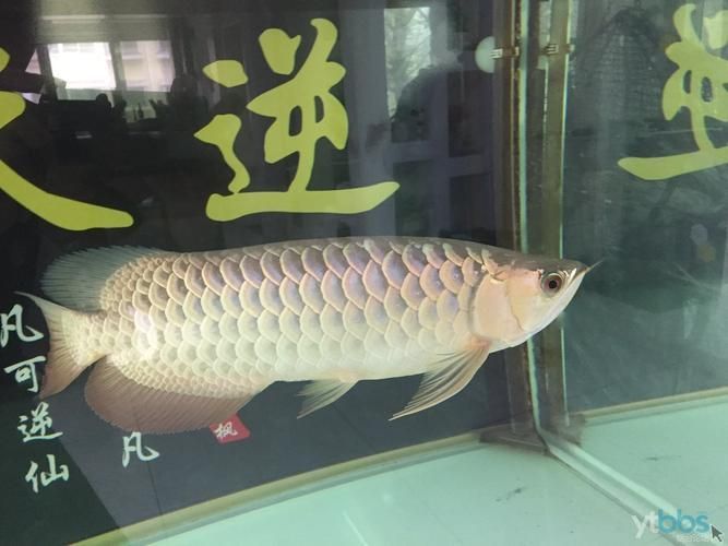 李亞四龍魚有哪些品系？（揭秘“李亞四龍魚”）