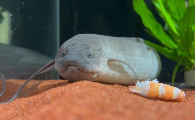 虎斑恐龍魚的最佳喂食頻率（淺談虎斑恐龍魚的喂食頻率）