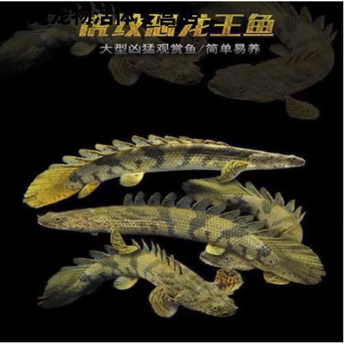 虎斑恐龍魚的最佳喂食頻率（淺談虎斑恐龍魚的喂食頻率）