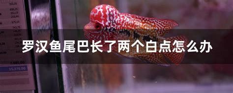 龍魚尾巴上長疙瘩會自愈嗎？（龍魚尾巴上長疙瘩會自愈嗎龍魚尾巴上長疙瘩會自愈嗎）