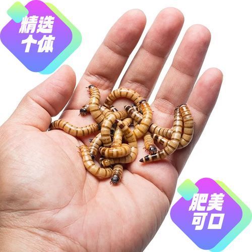 祥龍魚場有哪些官方下載渠道？，關于祥龍魚場官方信息獲取方式的詳細說明 祥龍魚場有哪些官方下載渠道？，關于祥龍魚場官方信息獲取方式的詳細說明 龍魚百科 第1張