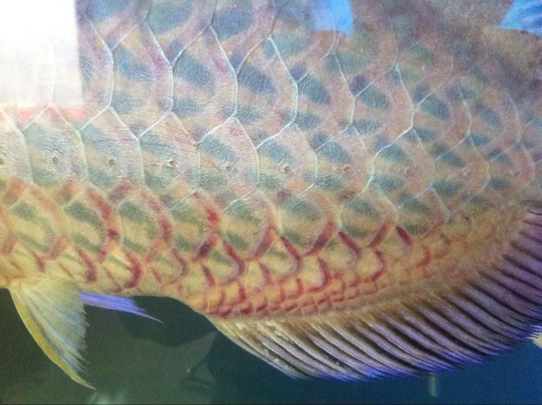 如何判斷紅龍魚鱗片是否健康？（如何判斷紅龍魚鱗片健康）