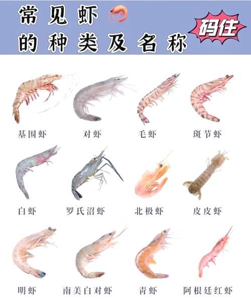 龍魚喂食河蝦和海蝦的比例是多少？