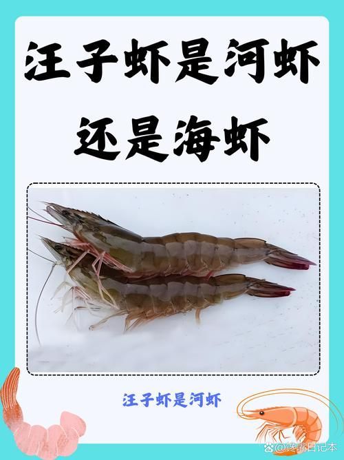 龍魚喂食河蝦和海蝦的比例是多少？