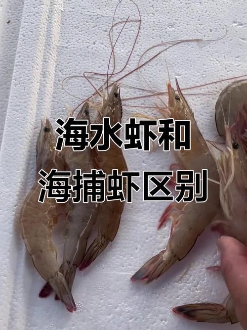 龍魚喂食河蝦和海蝦的比例是多少？