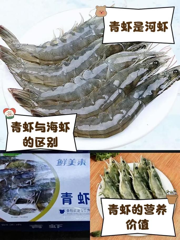 龍魚喂食河蝦和海蝦的比例是多少？