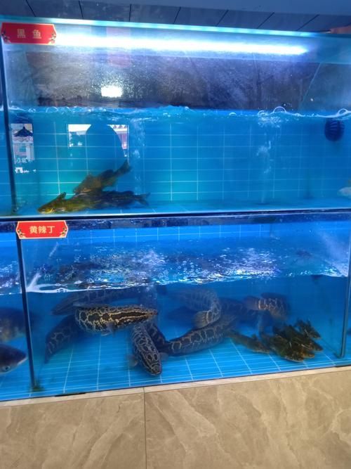 隆堯龍魚有哪些主打產品？（河北省邢臺市隆堯縣本地存在的“隆堯龍魚”并非指代觀賞魚品種）