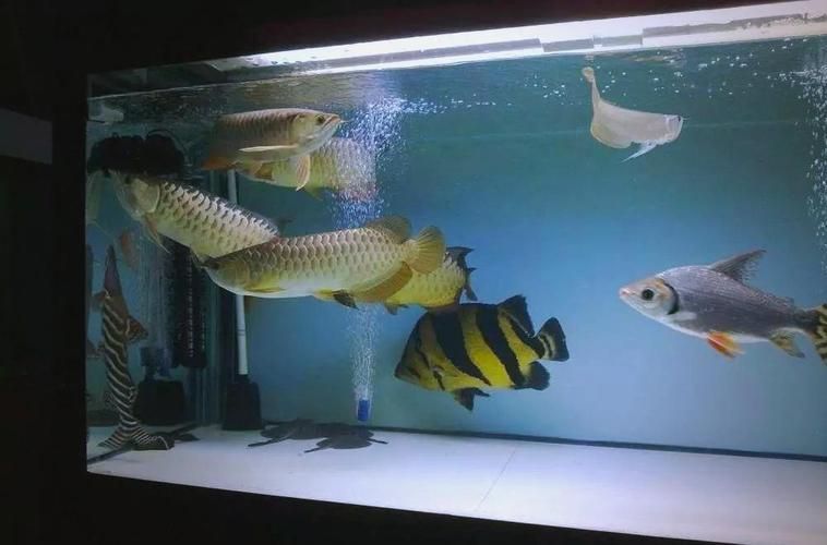 推薦一些適合新手的龍魚配魚（新手選擇龍魚配魚指南）