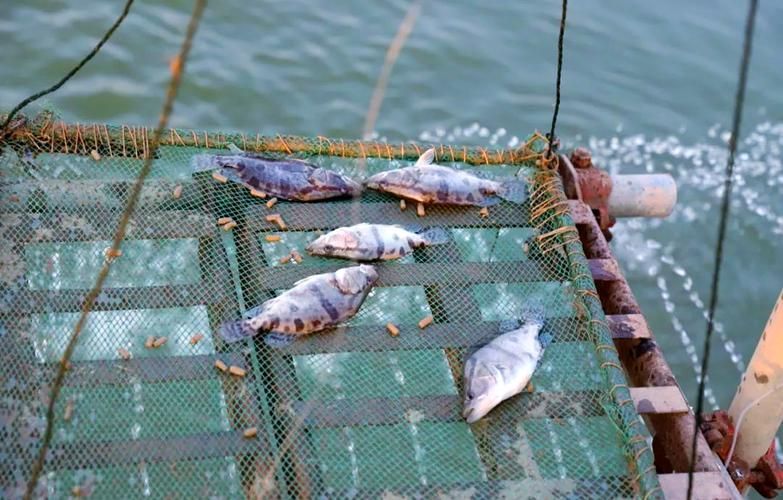 貴池龍魚養(yǎng)殖業(yè)如何（貴池并無“龍魚”養(yǎng)殖業(yè)，需包含1000字文字說明和全國聞名的）