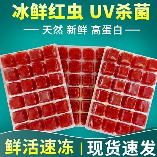 如何為小火龍魚提供營養均衡的飲食？