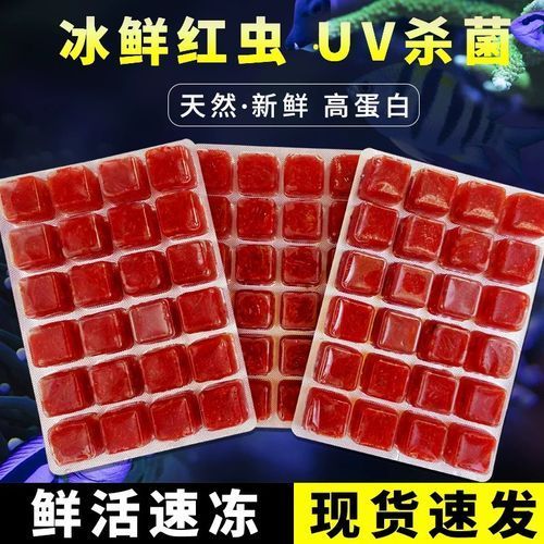 如何為小火龍魚提供營養均衡的飲食？