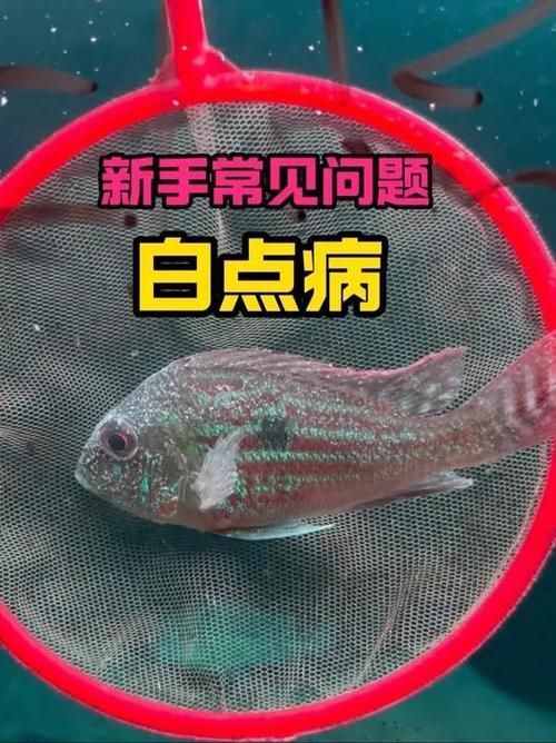 如何區(qū)分龍魚的小瓜蟲病和體外寄生蟲感染？（如何區(qū)分龍魚小瓜蟲病與體外寄生蟲感染）