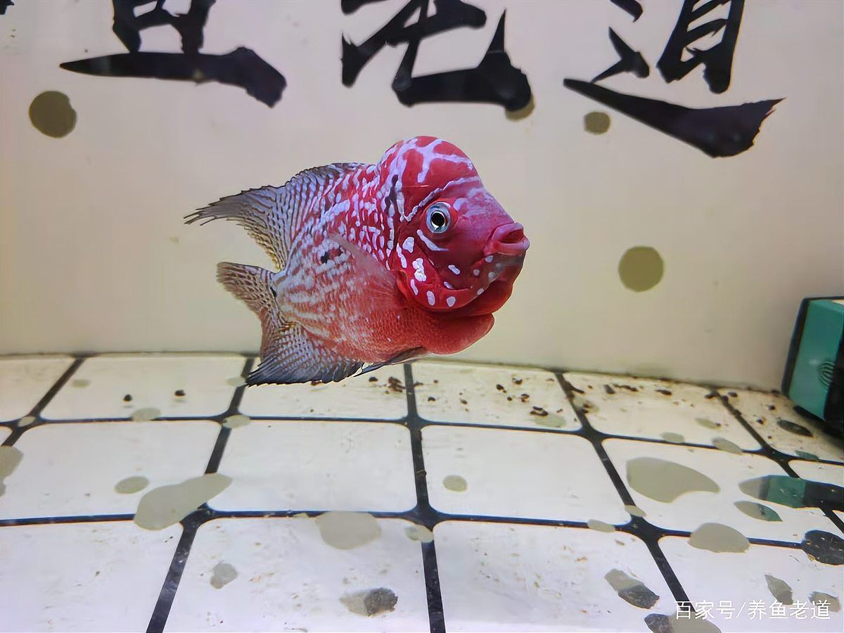 如何區(qū)分龍魚的小瓜蟲病和體外寄生蟲感染？（如何區(qū)分龍魚小瓜蟲病與體外寄生蟲感染）