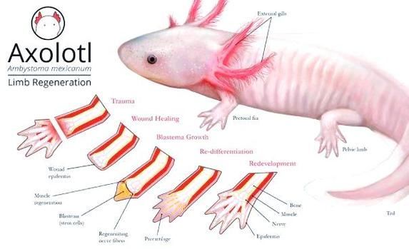六腳恐龍魚(yú)的繁殖過(guò)程是怎樣的？（六腳恐龍魚(yú)的繁殖過(guò)程）