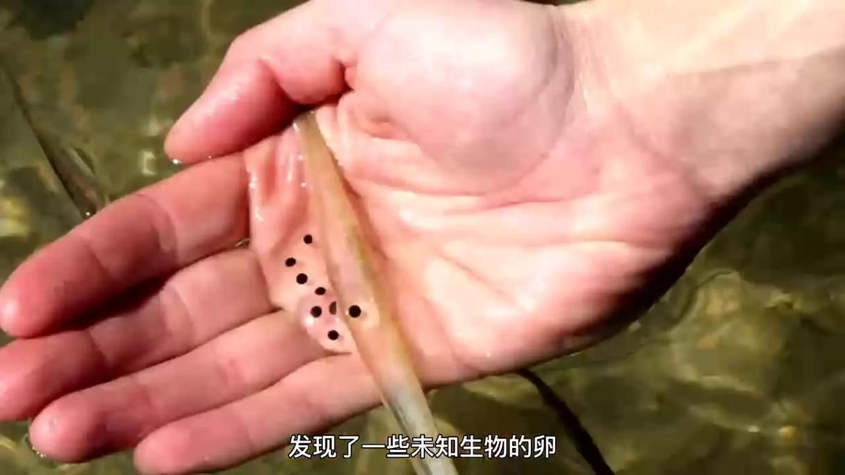 六腳恐龍魚(yú)的繁殖過(guò)程是怎樣的？（六腳恐龍魚(yú)的繁殖過(guò)程）