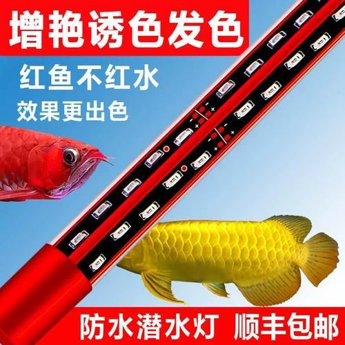 給我推薦幾款性價比高的紅龍魚專用燈（幾款性價比高的紅龍魚專用燈具推薦）